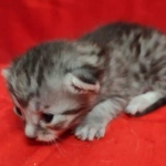 Egyptian Mau, Silver, Female DOB 5-11-21
