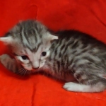Egyptian Mau, Silver, Female DOB 5-11-21