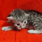 Egyptian Mau, Silver, Female DOB 5-11-21