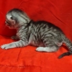 Egyptian Mau, Silver, Female DOB 5-11-21