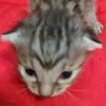 Egyptian Mau, Silver, Female DOB 5-11-21