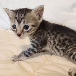 Egyptian Mau, Silver, Female DOB 5-11-21