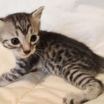 Egyptian Mau, Silver, Female DOB 5-11-21