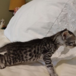 Egyptian Mau, Silver, Female DOB 5-11-21