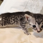 Egyptian Mau, Silver, Female DOB 5-11-21