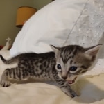 Egyptian Mau, Silver, Female DOB 5-11-21