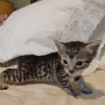 Egyptian Mau, Silver, Female DOB 5-11-21