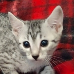 Egyptian Mau, Silver, Female DOB 5-11-21