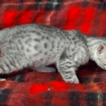 Egyptian Mau, Silver, Female DOB 5-11-21