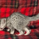 Egyptian Mau, Silver, Female DOB 5-11-21