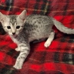 Egyptian Mau, Silver, Female DOB 5-11-21