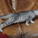 Egyptian Mau, Silver, Female DOB 5-11-21