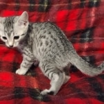 Egyptian Mau, Silver, Female DOB 5-11-21