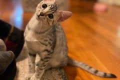 Cleo Egyptian Mau Silver Female DOB 5-15-22