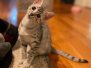 Cleo Egyptian Mau Silver Female DOB 5-15-22