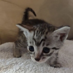 Mau silver female DOB 5-15-22