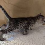 Mau silver female DOB 5-15-22