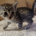 Mau silver female DOB 5-15-22