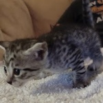 Mau silver female DOB 5-15-22