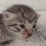 Mau silver female DOB 5-15-22