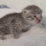 Mau silver female DOB 5-15-22