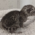 Mau silver female DOB 5-15-22