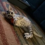 Cleo Mau silver female DOB 5-15-22