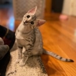 Cleo Mau silver female DOB 5-15-22