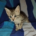 Cleo Mau silver female DOB 5-15-22