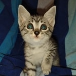 Cleo Mau silver female DOB 5-15-22