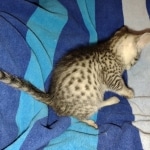 Cleo Mau silver female DOB 5-15-22