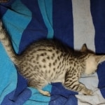 Cleo Mau silver female DOB 5-15-22