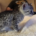 Mau silver female DOB 5-15-22