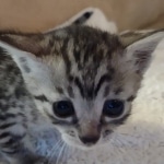 Mau silver female DOB 5-15-22