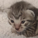 Mau silver female DOB 5-15-22