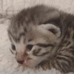 Mau silver female DOB 5-15-22