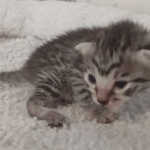 Mau silver female DOB 5-15-22