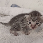 Mau silver female DOB 5-15-22