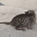 Mau silver female DOB 5-15-22