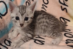 Aspen Egyptian Mau silver Female DOB 5/4/24