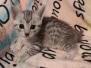 Aspen Egyptian Mau silver Female DOB 5/4/24