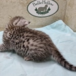 Mau silver female DOB 5-4-24