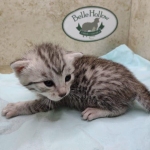 Mau silver female DOB 5-4-24