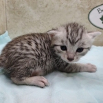 Mau silver female DOB 5-4-24