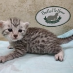Mau silver female DOB 5-4-24