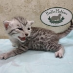 Mau silver female DOB 5-4-24