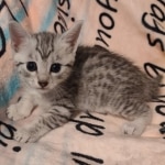 Mau silver female DOB 5-4-24