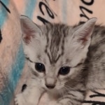 Mau silver female DOB 5-4-24