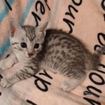 Mau silver female DOB 5-4-24