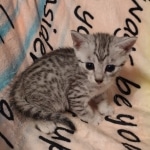 Mau silver female DOB 5-4-24